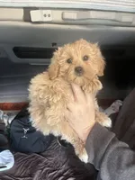 Jack, a male Maltipoo and Poodle - Toy  for sale in North Port, FL – Photo 1 of 5