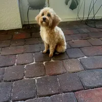 Jack, a male Maltipoo and Poodle - Toy  for sale in North Port, FL – Photo 2 of 5