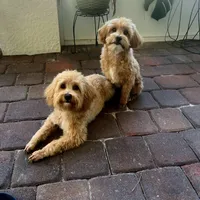 Jack, a male Maltipoo and Poodle - Toy  for sale in North Port, FL – Photo 5 of 5