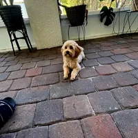 Jack, a male Maltipoo and Poodle - Toy  for sale in North Port, FL – Photo 3 of 5