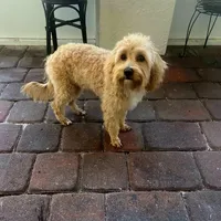Jack, a male Maltipoo and Poodle - Toy  for sale in North Port, FL – Photo 4 of 5