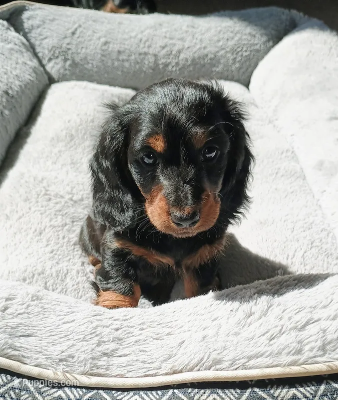 Oscar – Miniature Dachshund puppy for sale in Boise, ID