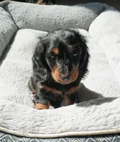 Oscar, a male Miniature Dachshund for sale in Boise, ID – 1 of 3