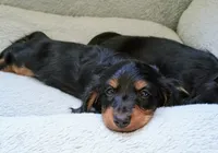 Oscar, a male Miniature Dachshund for sale in Boise, ID – 2 of 3