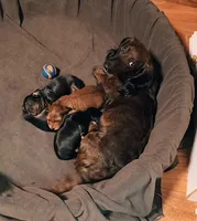 Daisy, a female Miniature Dachshund for sale in Boise, ID – 3 of 3