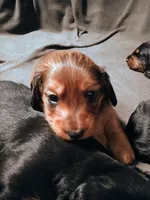 Daisy, a female Miniature Dachshund for sale in Boise, ID – 2 of 3