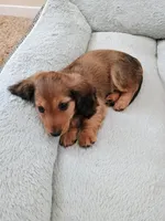 Daisy, a female Miniature Dachshund for sale in Boise, ID – 1 of 3