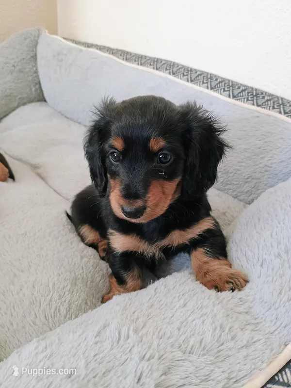 Clover – Miniature Dachshund puppy for sale in Boise, ID