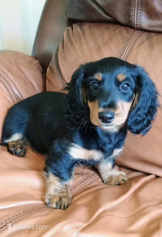 Clover – Miniature Dachshund puppy for sale in Boise, ID
