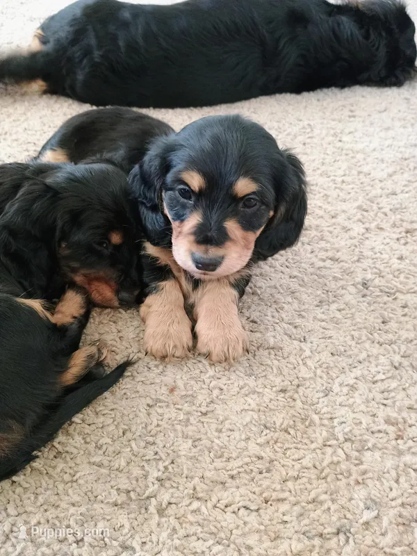 Willow – Miniature Dachshund puppy for sale in Boise, ID