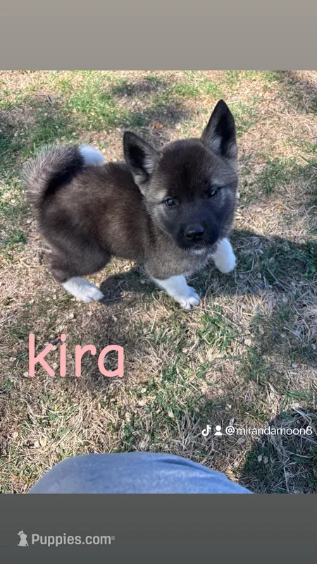 kira – Akita puppy for sale in Borger, TX