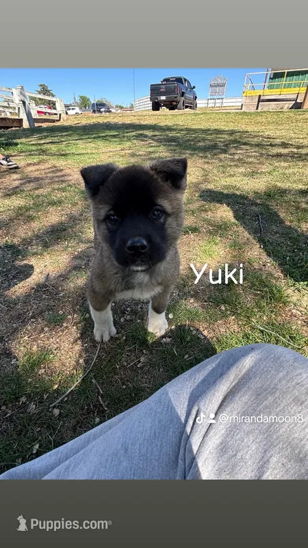 yuki – Akita puppy for sale in Borger, TX