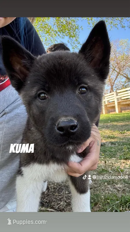 kuma – Akita puppy for sale in Borger, TX