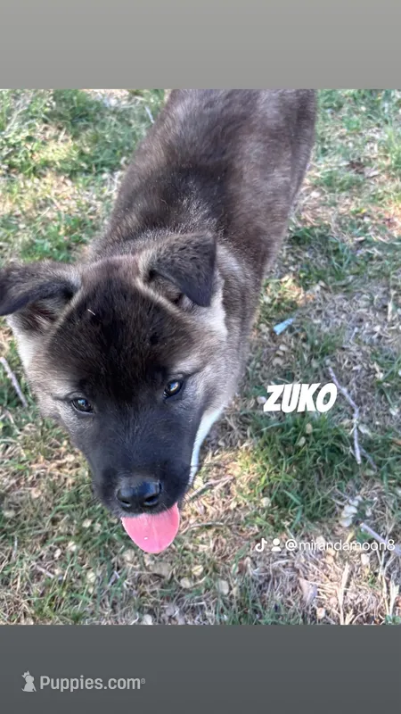 Zuko – Akita puppy for sale in Borger, TX