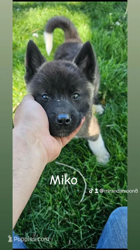 Miko – Akita puppy for sale in Borger, TX