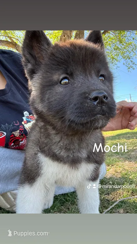 mochi – Akita puppy for sale in Borger, TX