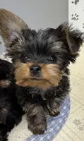 Teddy, a male Yorkshire Terrier for sale in Chippewa Falls, WI – 3 of 4