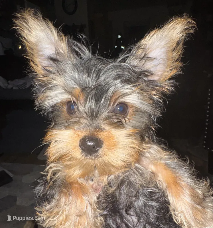 Gigi – Yorkshire Terrier puppy for sale in Chippewa Falls, WI
