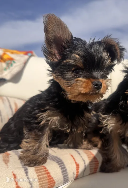 Peanut – Yorkshire Terrier puppy for sale in Chippewa Falls, WI