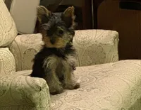 Sassy, a female Yorkshire Terrier for sale in Chippewa Falls, WI – 4 of 6