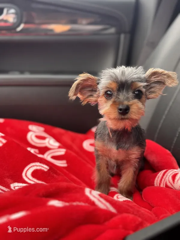 Daisy – Yorkshire Terrier puppy for sale in Chippewa Falls, WI