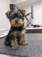 Teddy, a male Yorkshire Terrier for sale in Chippewa Falls, WI – 2 of 4