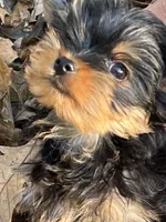 Teddy, a male Yorkshire Terrier for sale in Chippewa Falls, WI – 4 of 4