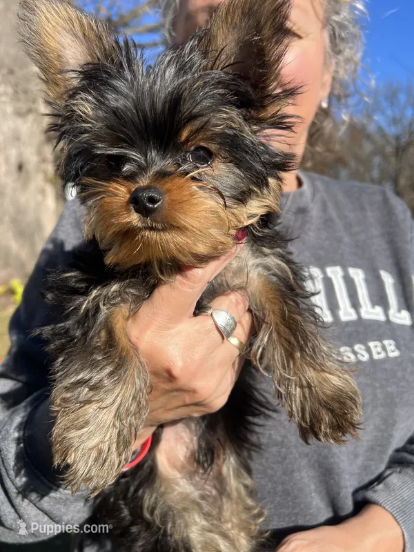 Peanut – Yorkshire Terrier puppy for sale in Chippewa Falls, WI