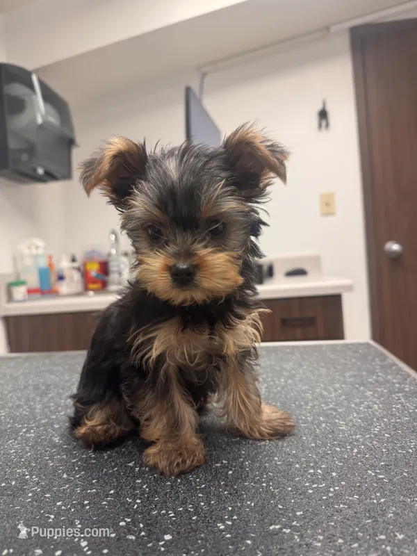 Daisy – Yorkshire Terrier puppy for sale in Chippewa Falls, WI