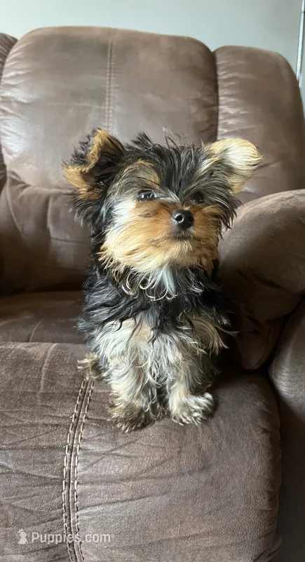 Daisy – Yorkshire Terrier puppy for sale in Chippewa Falls, WI