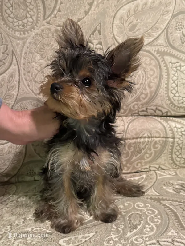 Sassy – Yorkshire Terrier puppy for sale in Chippewa Falls, WI