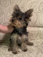 Sassy, a female Yorkshire Terrier for sale in Chippewa Falls, WI – 2 of 6