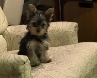 Sassy, a female Yorkshire Terrier for sale in Chippewa Falls, WI – 3 of 6