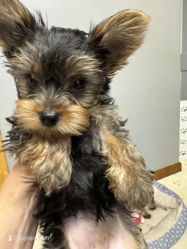 Daisy – Yorkshire Terrier puppy for sale in Chippewa Falls, WI