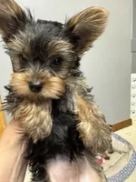 Daisy, a female Yorkshire Terrier for sale in Chippewa Falls, WI – 1 of 1