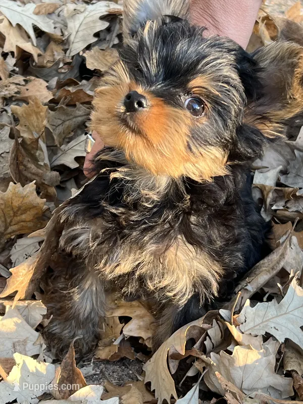 Teddy – Yorkshire Terrier puppy for sale in Chippewa Falls, WI