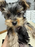 Millie, a female Yorkshire Terrier for sale in Chippewa Falls, WI – 1 of 1