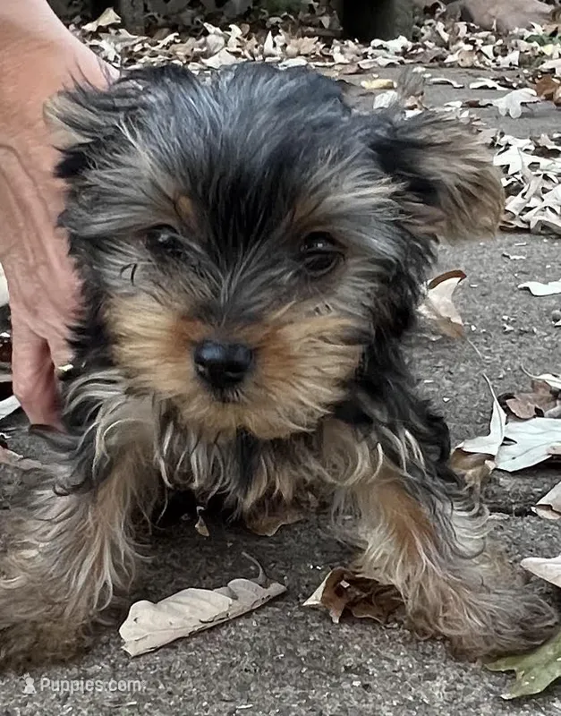 Daisy – Yorkshire Terrier puppy for sale in Chippewa Falls, WI
