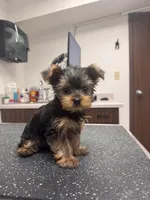 Rosie, a female Yorkshire Terrier for sale in Chippewa Falls, WI – 1 of 1