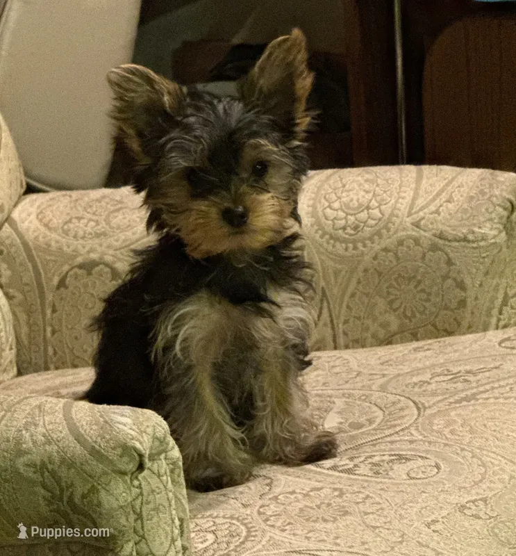 Sassy – Yorkshire Terrier puppy for sale in Chippewa Falls, WI