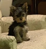 Sassy, a female Yorkshire Terrier for sale in Chippewa Falls, WI – 1 of 6