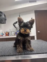 Hondo, a male Yorkshire Terrier for sale in Chippewa Falls, WI – 1 of 1