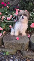Raggedy Ann, a female Shihpoo for sale in Waterloo, NY – 2 of 6