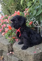 Snickers, a male Shihpoo for sale in Waterloo, NY – 5 of 6