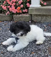 Pepper Jack, a male Shihpoo for sale in Waterloo, NY – 5 of 5