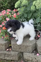 Pepper Jack, a male Shihpoo for sale in Waterloo, NY – 2 of 5