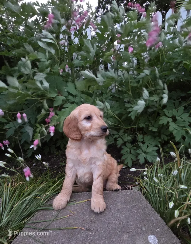 Perry – Goldendoodle, Poodle - Miniature  puppy for sale in Waterloo, NY