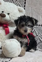 Tyler, a male Yorkipoo for sale in Waterloo, NY – 2 of 4