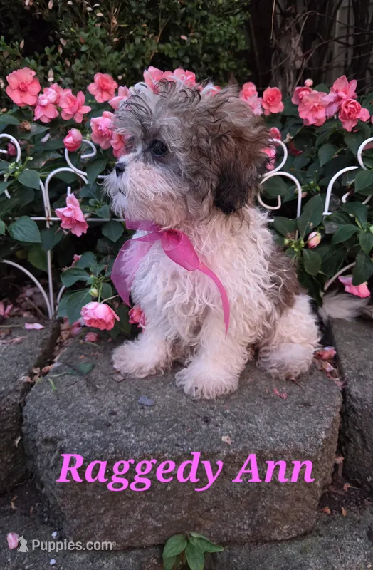 Raggedy Ann – Shihpoo puppy for sale in Waterloo, NY