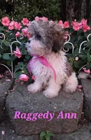 Raggedy Ann, a female Shihpoo for sale in Waterloo, NY – 1 of 6
